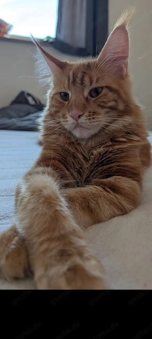 Maine Coon Kater 10 Monate jung 