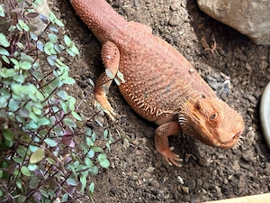 Bartagame inkl. Terrarium