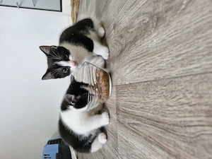 Katzen Kitten