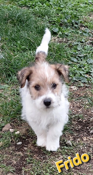 Jack Russel Rauhaar Terrier