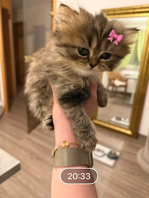 wunderschöne Britisch Langhaar Katzenbabies zu verkaufen