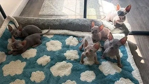 wunderschöne Sphynx-Kätzchen