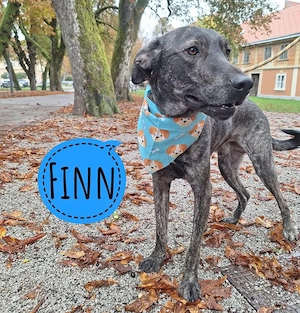 Finn, wunderschön gezeichneter Traumhund, Magyar Vizsla - Bracke Mischling