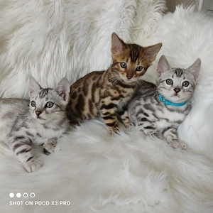 Wunderschöne Bengal Kitten mit Stammbaum. 