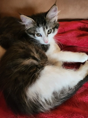  Maine Coon Mix Kitten suchen ein liebevolles Zuhause 