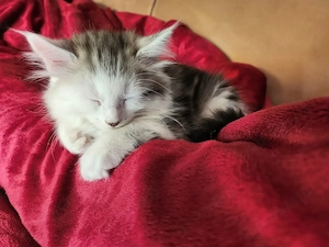 niedliche Kitten suchen ein liebevolles Zuhause 