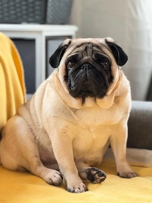 Schweren Herzens suchen wir ein liebevolles Zuhause für unsere Mops-Dame 