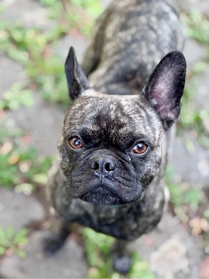 Frobs Rüde 