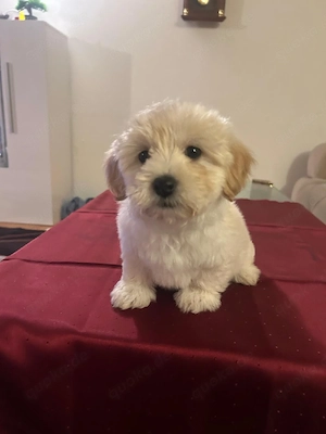 weibliche süße welpen