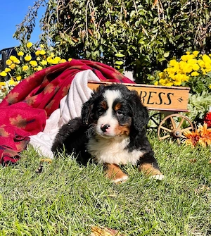 Berner Sennenhund Welpen suchen ein liebevolles Zuhause   