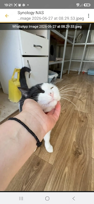 Loki - Zuhause gesucht für einen ganz besonderen Kater