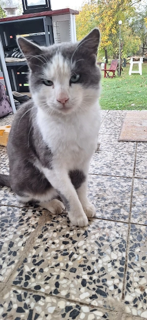 Schmuser Jimmy sucht sein Zuhause als Einzelprinz