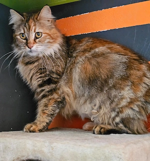Wunderschöne Masha sucht ihren Platz für immer
