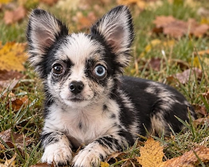 Chihuahua Rüde 