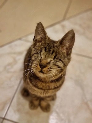 Traumkater Pablo sucht sein Glück