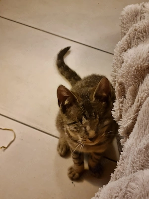 Traumkater Pablo sucht sein Glück