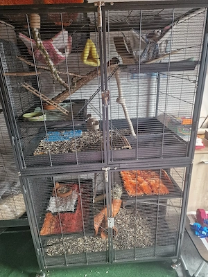 Siamesische Ratten mit sämtlichem Zubehör 