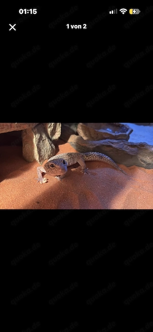 Leopard geko zu verkaufen 