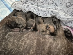 Dackel-Bulldoggen-Mischling Weibchen 