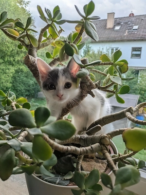 Süßes EKH- Ragdoll-Mix Kitten (weiblich) sucht ein liebevolles Zuhause 
