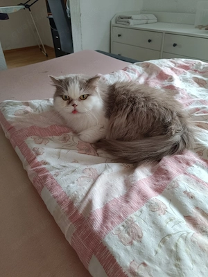 British Langhaar Katze (weiblich)