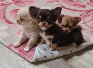 Chihuahua sucht ein liebevolles Zuhause