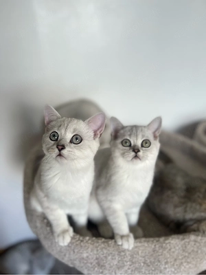 Reinrassige BKH Kitten mit blauen Augen