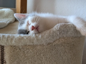 Süßes EKH- Ragdoll-Mix Kitten (weiblich) sucht ein liebevolles Zuhause 