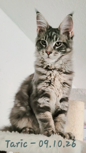 Maine Coon Kätzchen, typvoll mit Stammbaum