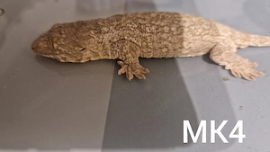 Neukaledonischer Riesengecko Rhacodactylus leachianus 