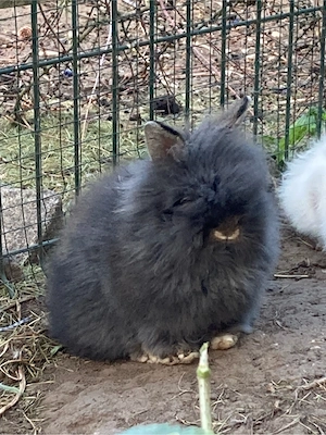 Teddyzwergkaninchen,männlich