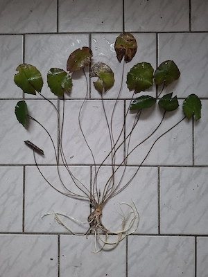 Roter Tigerlotus (Nymphaea lotus rubra) ca. 30 bis 60 cm, momentan 12 Blätter