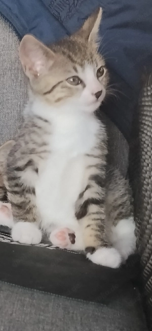 katzen babys