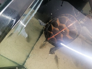 Wasserschildkrote 