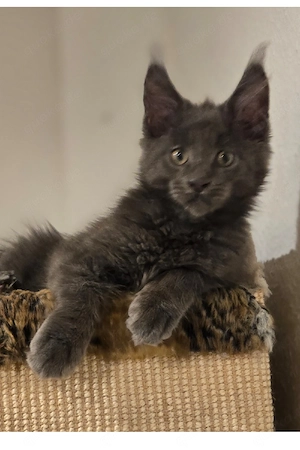 Maine Coon Katerchen