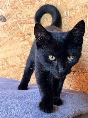 Tierschutz Katzenmädchen 5 Monate alt
