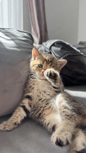Süße Britisch Kurzhaar (BKH) kitten zu vergeben (British shorthair)