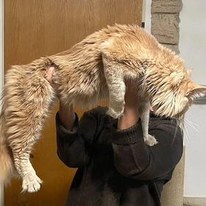 Deckkater mit Stammbaum!!!
