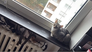 haus katze 