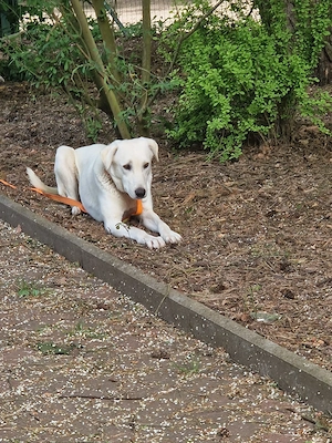 Liebevolle Prinzessin Snow sucht Ihr Zuhause für immer 