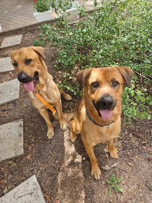 Balou & Ben suchen ihr perfektes Zuhause, dass Sie beschützen können :)