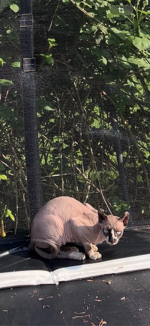 Sphynx Katze