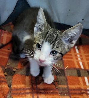 1 kitten sucht noch ein neues Zuhause 