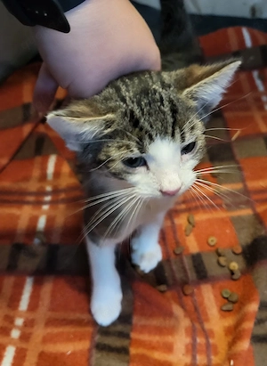 1 Kitten Kater 
