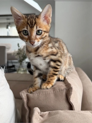 Süsse Bengal Kitten abzugeben 