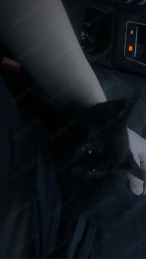 not verkauf baby katze bitte schnell melden bei interesse. 