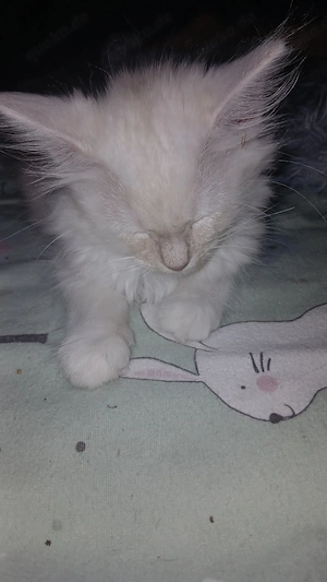 3 Kater Rassemix Langhaar u. Kurzhaar