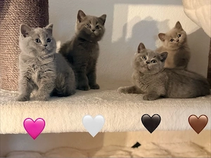 BKH British Blue Kitten   zwei kleine Kuschelexperten