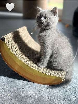 BKH British Blue Kitten   zwei kleine Kuschelexperten