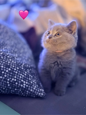 BKH British Blue Kitten   zwei kleine Kuschelexperten
